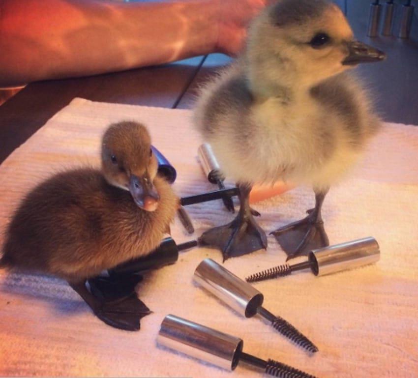 Salvați viața unui animal sălbatic cu periile vechi de mascara